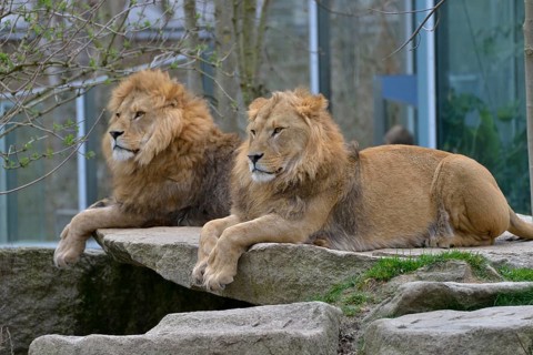 Two Lions (Panthera leo), males, captive, Hellabrunn Zoo, Munich, Bavaria, Germany, Europe