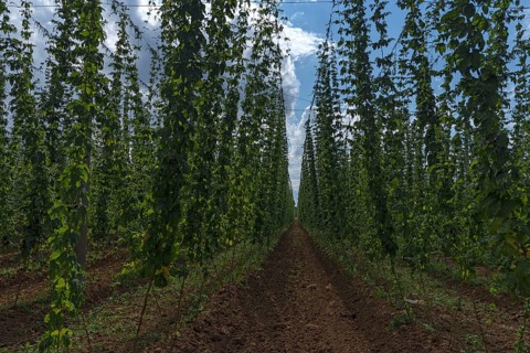 Climbing hop (Humulus lupulus) vines, hop cultivation in Herpersdorf, Middle Franconia, Bavaria,