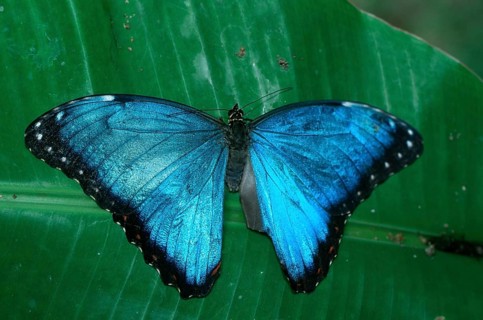 Morpho peleides blue morpho (Morpho peleides), detachable, Costa Rica, Central America