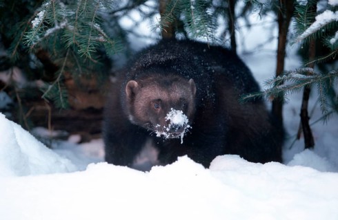 Wolverine (Gulo gulo), wolverine, bear marten, järv, snow, snow
