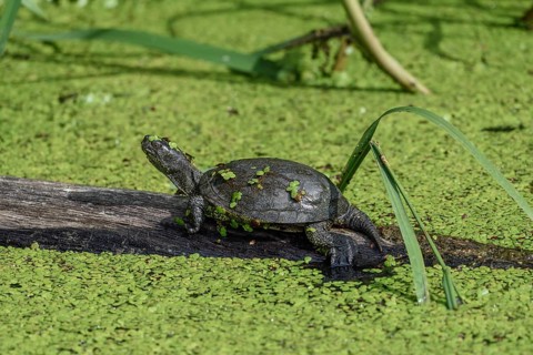 European pond terrapin (Emys orbicularis), captive, Lorraine, France, Europe