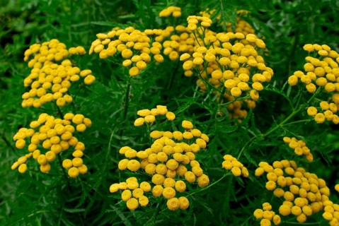 Tansy (Tanacetum vulgare)