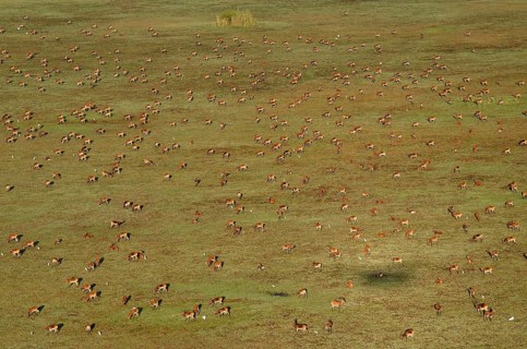 Aerial view, Black lechwes (Kobus leche smithemani), Bangweulu swamps, Luapula Province, Zambia,