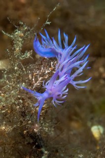 Violet (Flabellina affinis) thread snail grazes on hydrozoans, Mediterranean Sea, Sardinia, Italy,