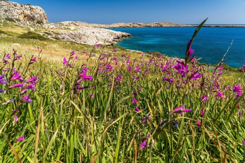 Spring Flowers Italian Gladiolus in the Landscape of Cape Greco Peninsula, Agia Napa, Cyprus,