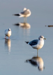 Seagulls in the Wadden Sea, Rømø Island, Syddanmark, Denmark, Europe