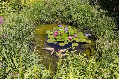 Garden pond, red water lilies, koi carp, decor, ducks, Baden-Württemberg
