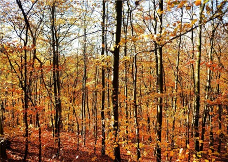 Autumn atmosphere, forest, Iserlohn, Germany, Europe