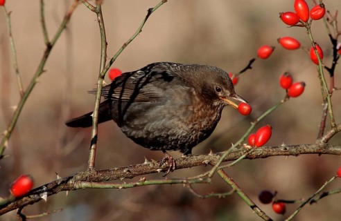 Blackbird, /, female, picking rose butts, Lower Saxony, Germany, Blackbird (Turdus merula), female,