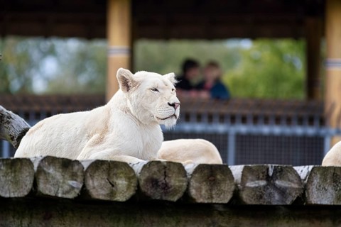 White lion (Panthera leo), colour mutation, leucism, captive, Safaripark, Safariland Stukenbrock,