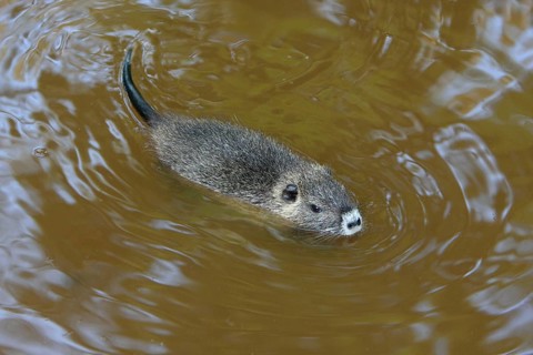 Nutria (Myocastor coypus), young, Coypu