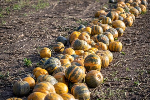 Pumpkin field with ripe pumpkins, Weinviertel, Hadres, Lower Austria, Austria, Europe