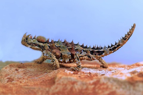 Thorny devil (Moloch horridus), Northern Territory, desert devil, lateral, Australia, Oceania
