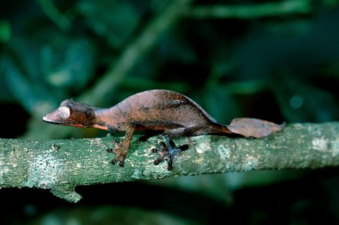 Fantastic Leaf-tailed Gecko, Madagascar, Fantastic satanic leaf tailed gecko (Uroplatus