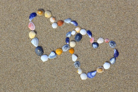 Hearts from mussel shells, heart, mussels