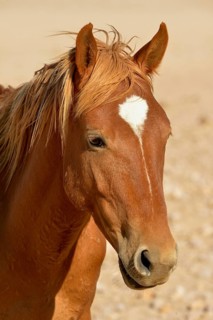 Desert Horse (Equus ferus) near waterhole Garub, near Aus, Karas Region, Namibia, Africa