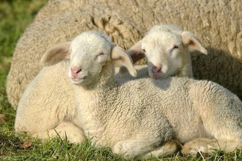 Merino sheep, lambs, lamb, sheep, sheep