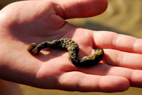 Sandpierworm on hand, Lugworm (Arenicola marina) Wadden Sea, Schleswig-Holstein, Germany, Europe