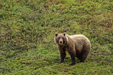 Grizzly bear (Ursus arctos horribilis) standing in the tundra, Denali National Park, Alaska