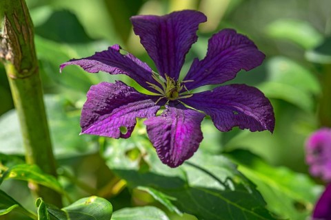 Virgin's bower (Clematis viticella), Bavaria, Germany, Europe