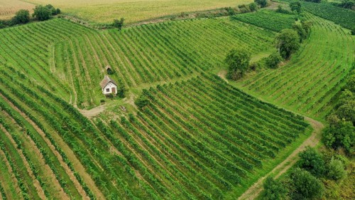 Aerial view, landscape with vineyards and hut, Weinviertel, Hadres, Lower Austria, Austria, Europe