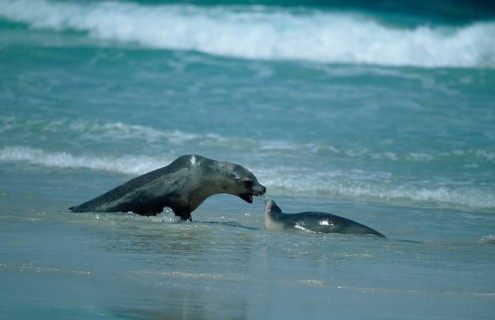 Australian Sea Lions (Neophoca cinerea), female with young, Kangaroo Island, Australia, Oceania