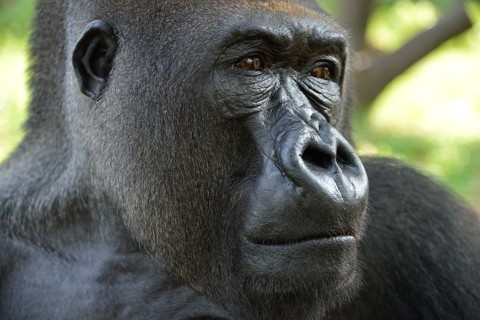 Western Lowland Gorilla (Gorilla gorilla gorilla), animal portrait, male, Silverback, captive,