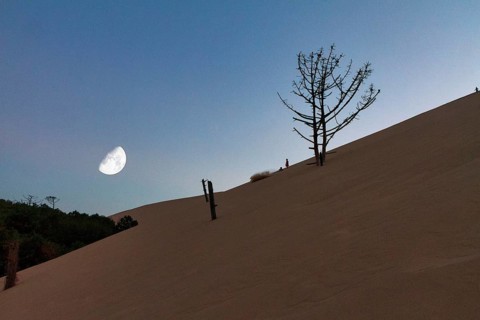Dry dead pine (Pinus), tree stumps on shifting sand dune, children playing on the horizon,