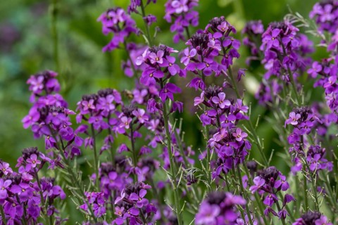 Wallflower (Erysimum cheiri) variety Bowles Mauve, Münsterland, North Rhine-Westphalia, Germany,