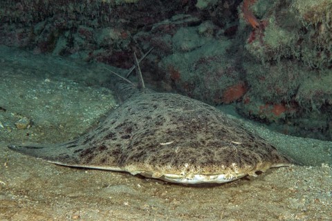 Photograph of monkfish (Squatina squatina) lying on sandy seabed in shadow of reef wall rock reef,