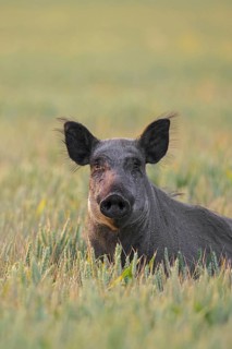 Solitary wild boar (Sus scrofa) sow, female foraging in wheat field, cornfield in summer