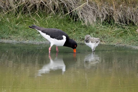 Oystercatcher (Haematopus ostralegus) with chick, Texel, Netherlands