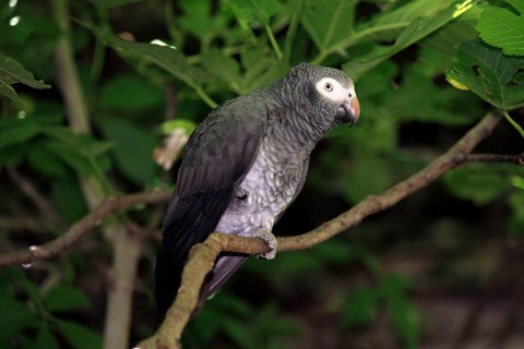 Timneh Grey Parrot, South Africa, African Grey Parrot (Psittacus erithacus timneh), Africa