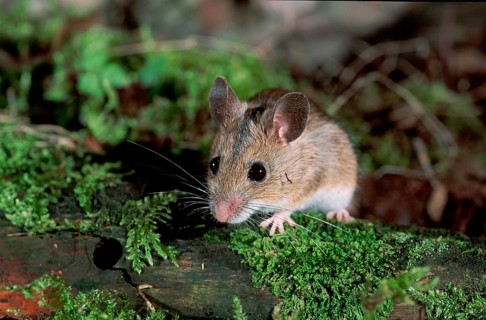 Wood Mouse (Apodemus sylvaticus), Germany, Europe