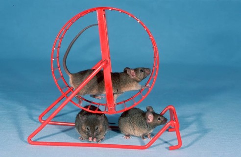 House mice (Mus musculus) in the wheel