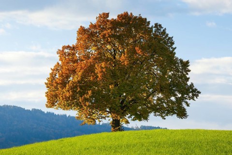 Lime tree, Zurich Oberland, Bern, Switzerland, Europe