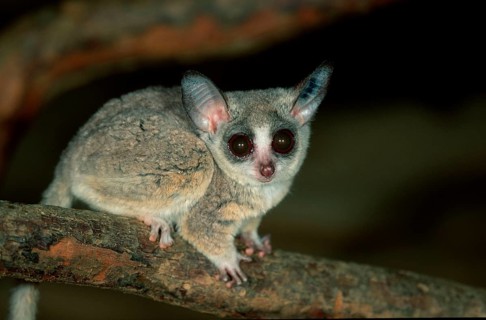 Dwarf Bush Baby, senegal bushbaby (Galago senegalensis)