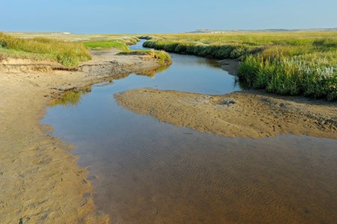 Tidal creek in salt marsh, De Slufter nature reserve, Texel island, North Holland, Netherlands