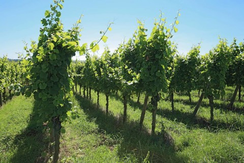 Vineyard near Volkach, district of Kitzingen, Lower Franconia, Bavaria, Germany, Europe