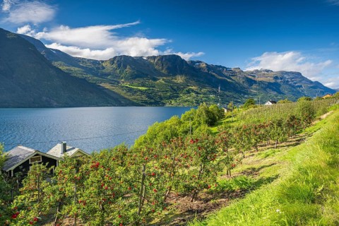 Apple trees on the shore of the Hardangerfjord, Lofthus, Vestland, Norway, Europe