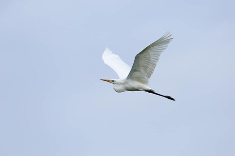 Great egret (Egretta alba) (Syn.: Casmerodius albus), in flight, Lausitz, Brandenburg, Germany,