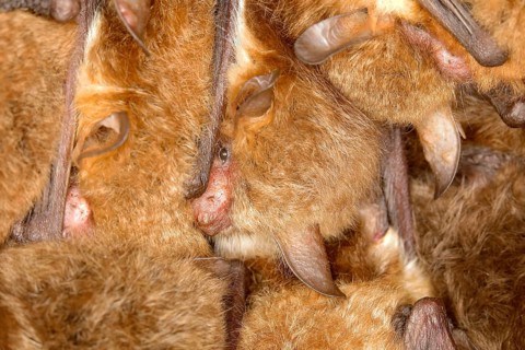 Fringed bat, natterer's bats (Myotis nattereri), in a bat box Bats, mammals, animals, Neunkirchen