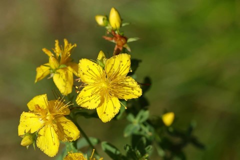 Common st john's wort (Hypericum perforatum), medicinal plant, flowering, Wilnsdorf, North