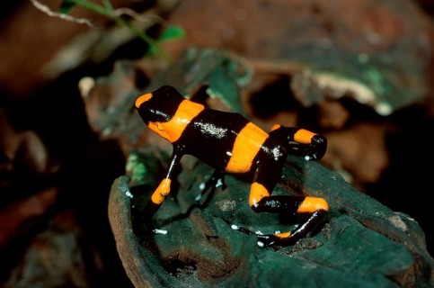 Lehmann's poison dart frog (Dendrobates lehmanni), poison dart frogs