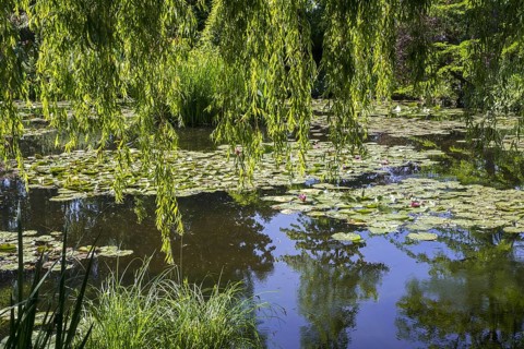 The Water Lily Pond in summer, garden at the home of Impressionist painter Claude Monet in Giverny,