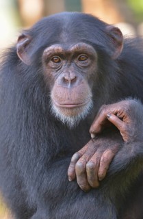 West African Chimpanzee (Pan troglodytes verus), Tacugama Chimpanzee Sanctuary, Province Western