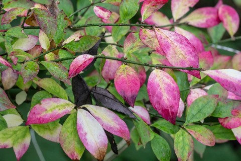 European spindle (Euonymus europaeus), autumn foliage, Emsland, Lower Saxony, Germany, Europe