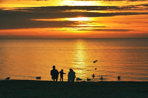Family (silhouettes) feeding seagulls in the sunrise, Baltic Sea, Schleswig-Holstein, Germany,