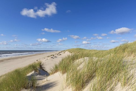 Beach and European marram grass (Ammophila arenaria), beachgrass in the dunes on Texel, West