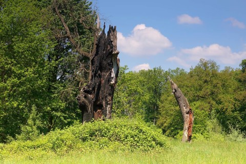 Deadwood oak after lightning strike, secondary habitat for beetles and woodpeckers, Middle Elbe